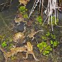 toad spawning